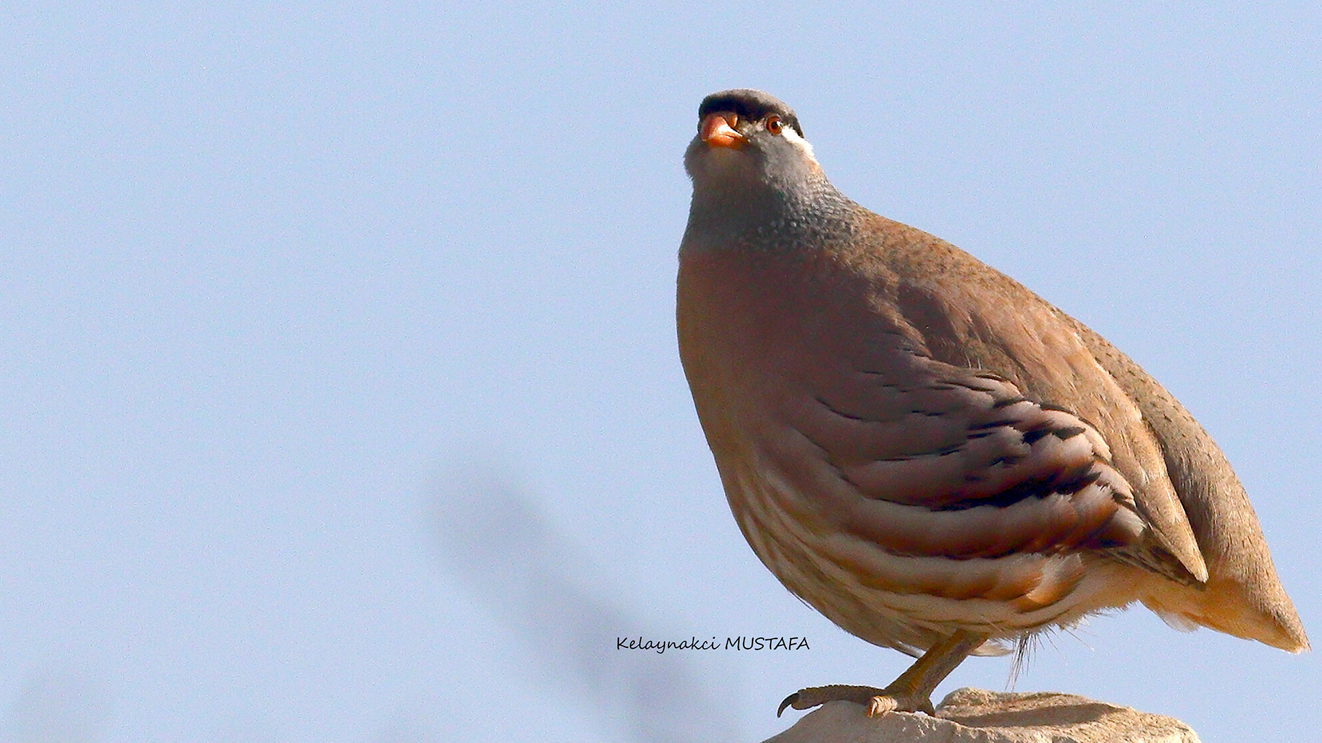 See-see Partridge